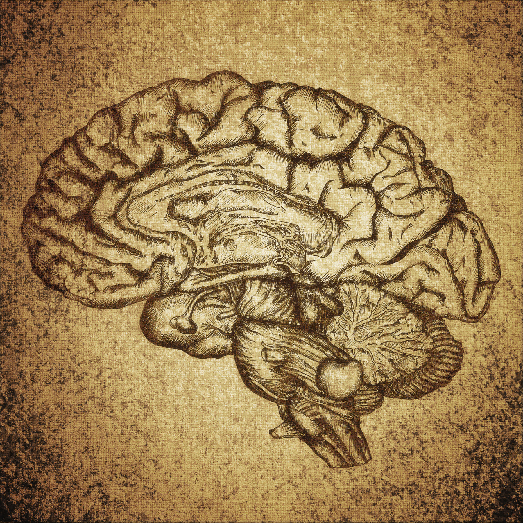 Sección de un cerebro