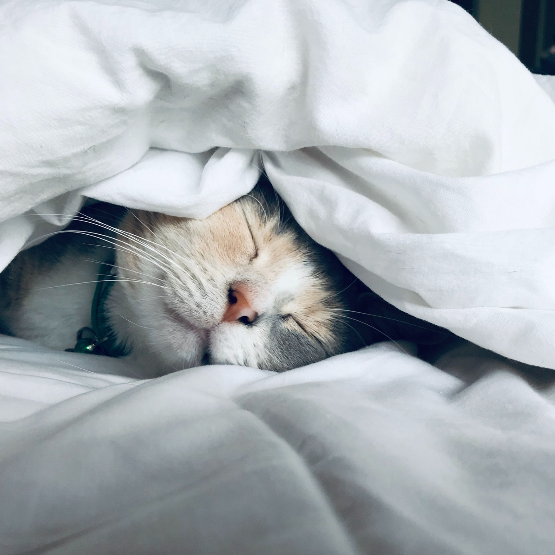 gato durmiendo plácidamente